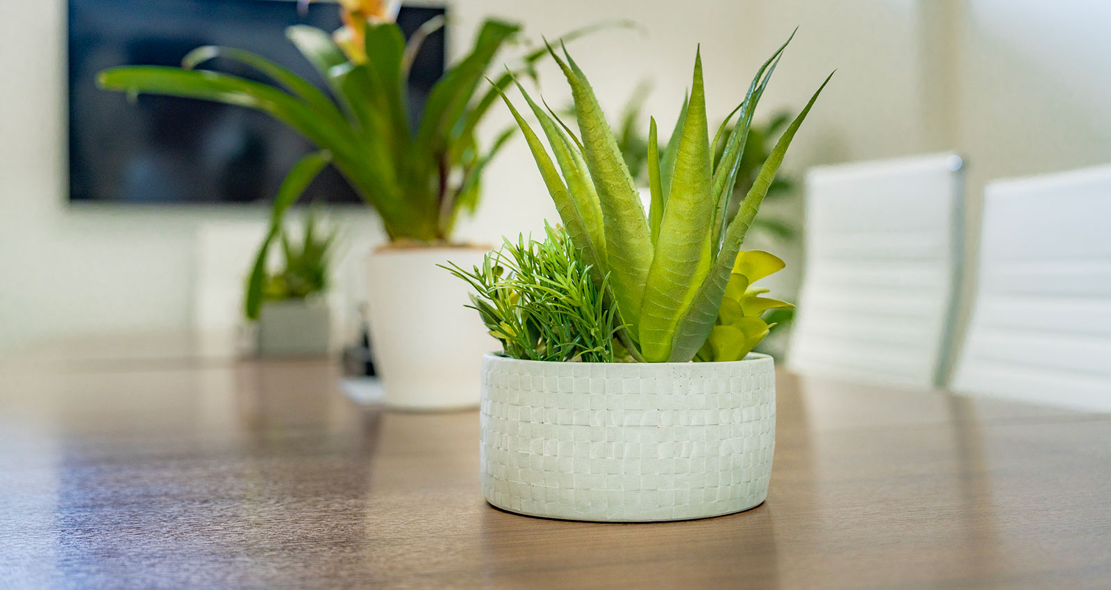 Plant in table